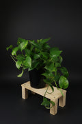 6" Golden Pothos