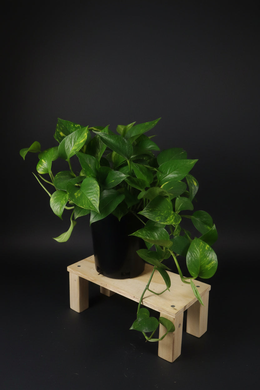 6" Golden Pothos