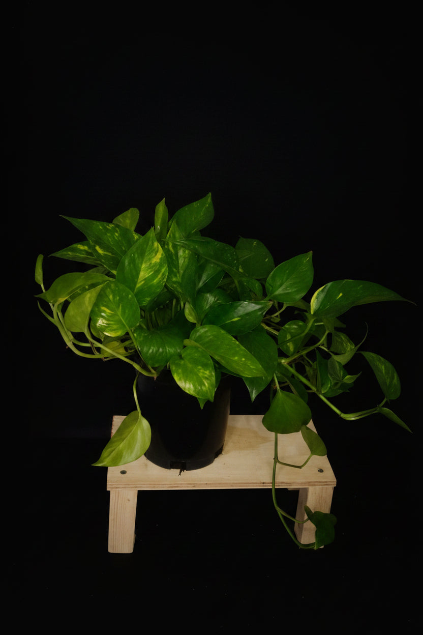 6" Golden Pothos