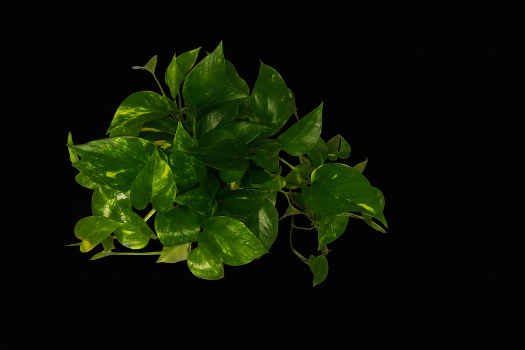 6" Golden Pothos