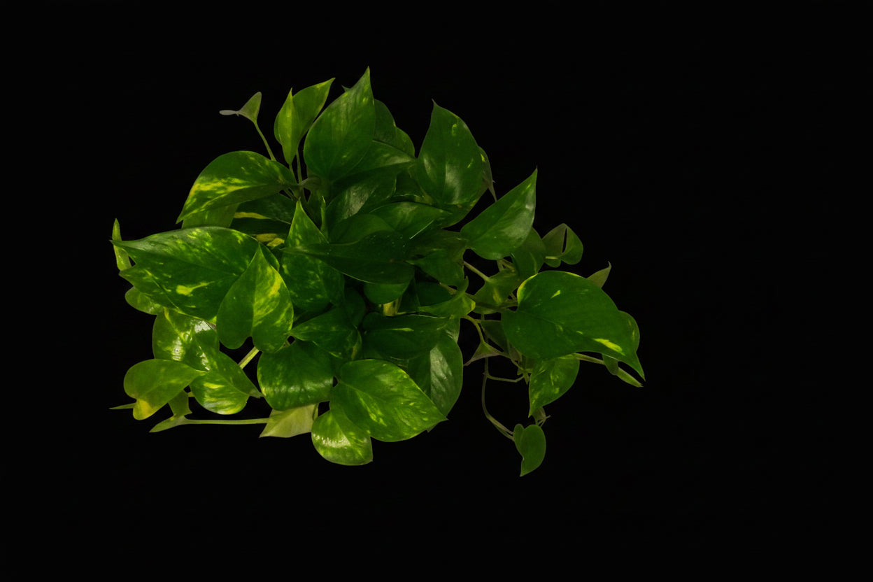 6" Golden Pothos