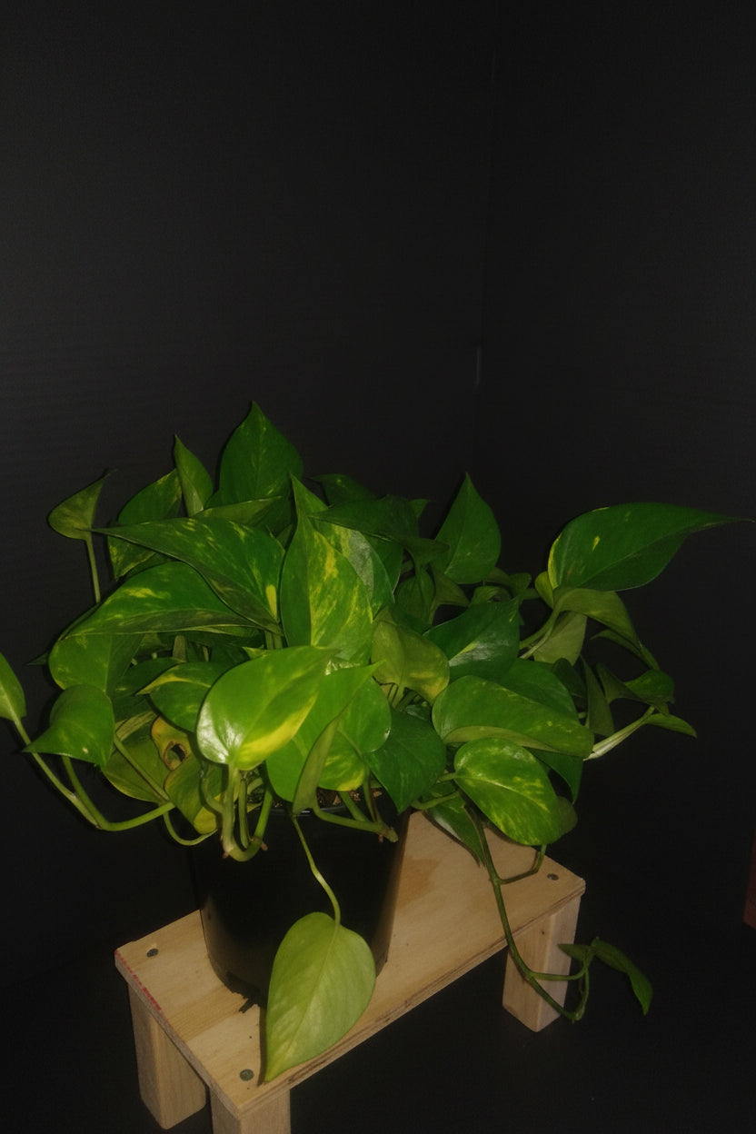 6" Golden Pothos