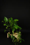 6" Golden Pothos
