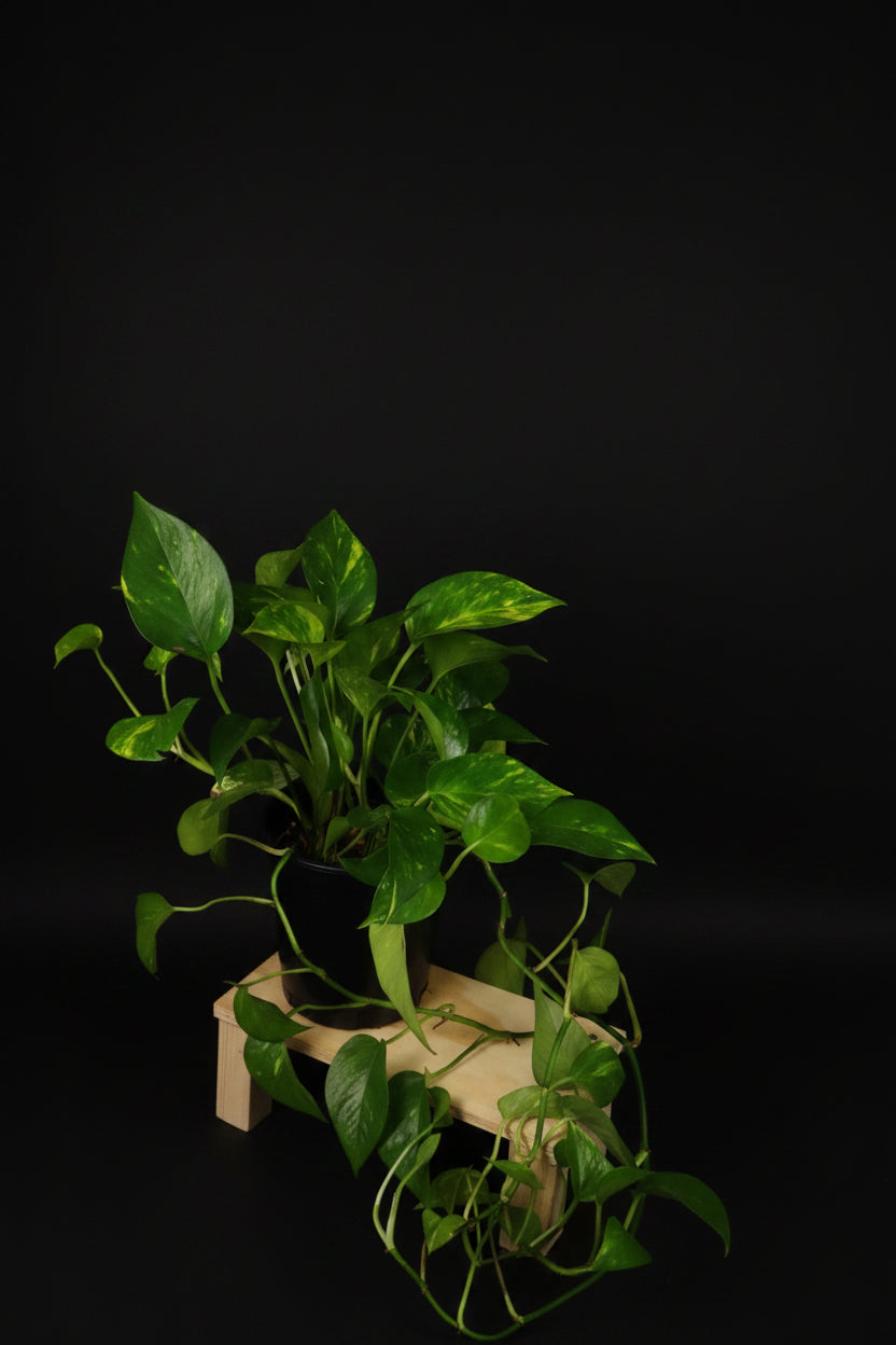 6" Golden Pothos