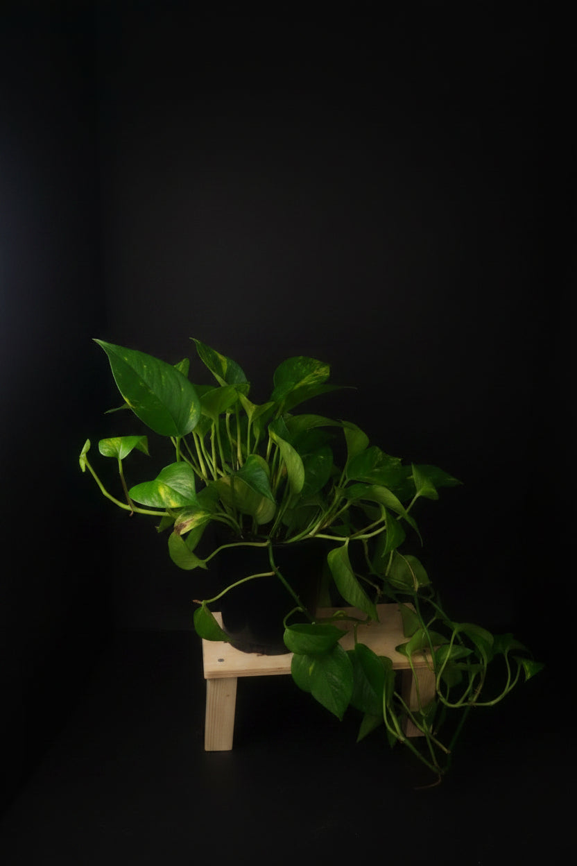 6" Golden Pothos