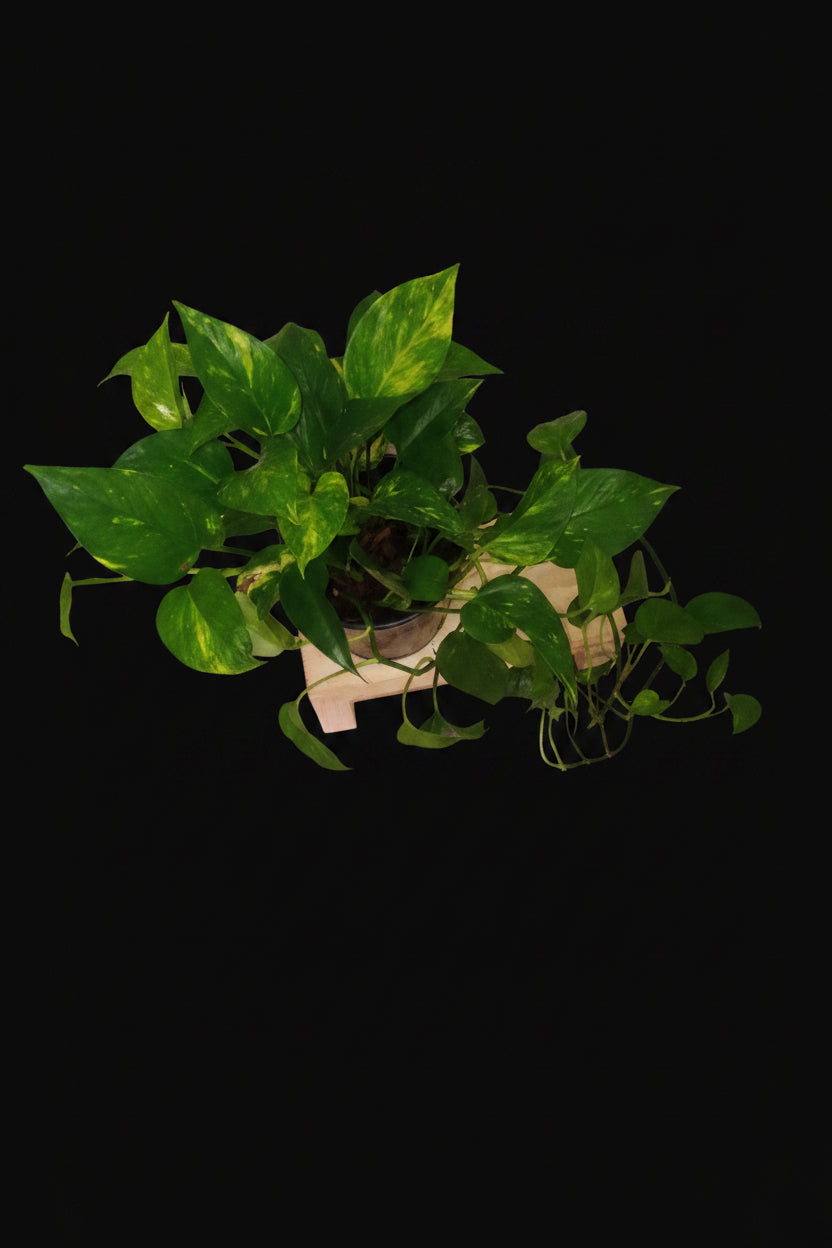 6" Golden Pothos