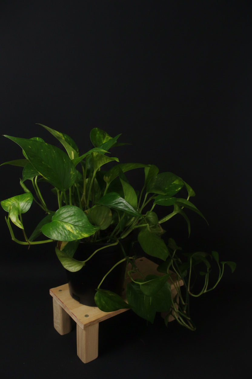 6" Golden Pothos