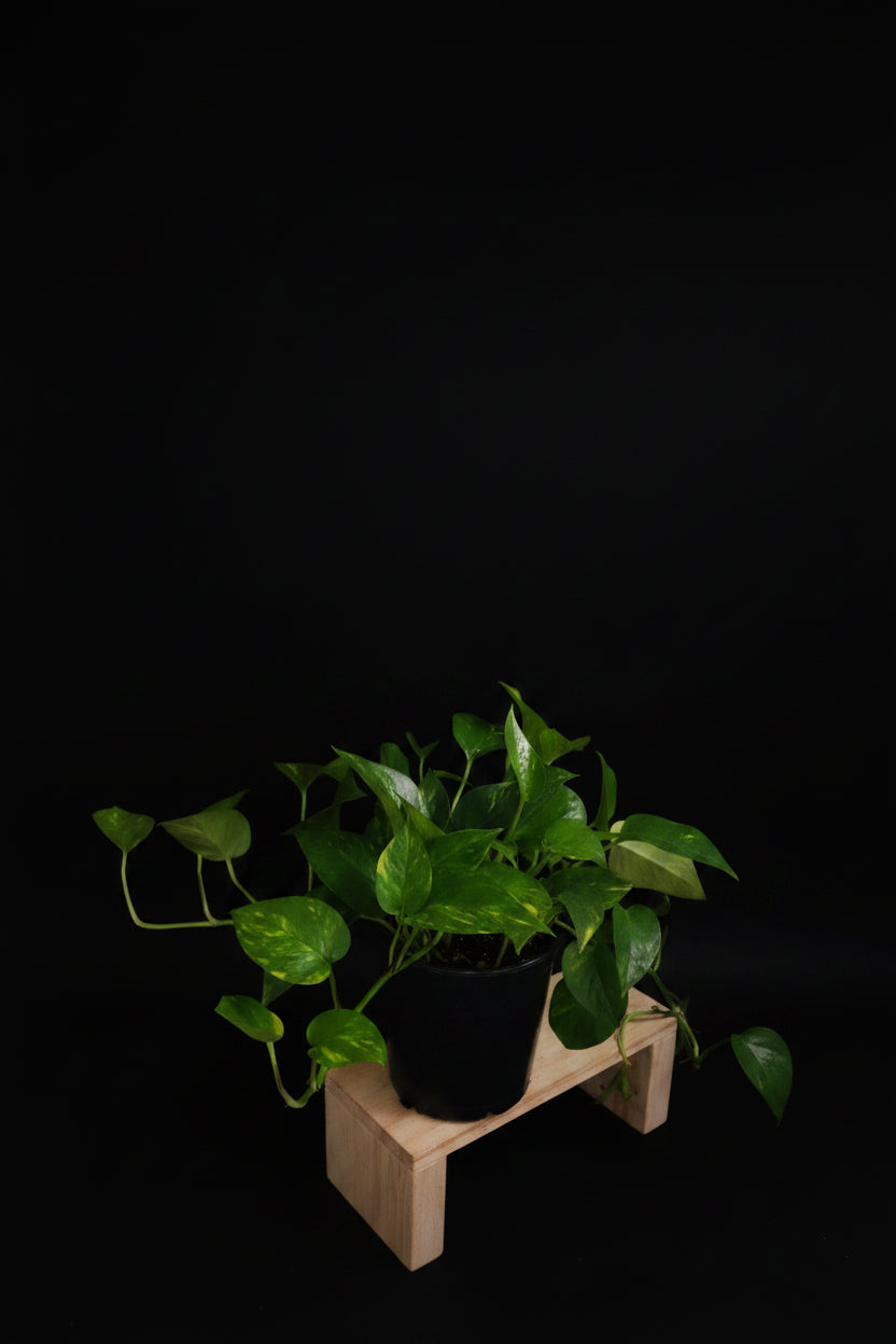 6" Golden Pothos