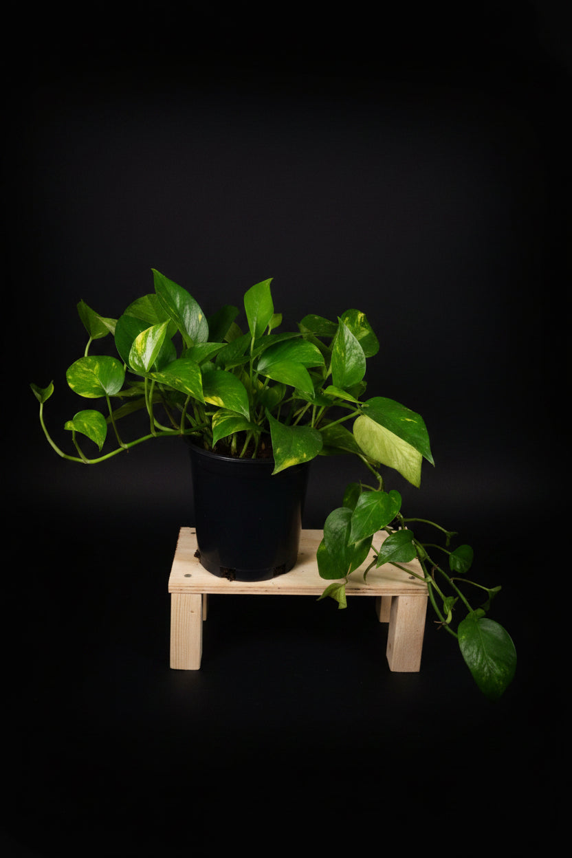 6" Golden Pothos