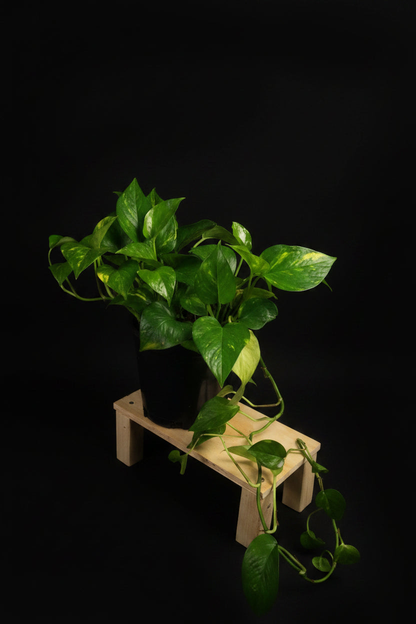 6" Golden Pothos