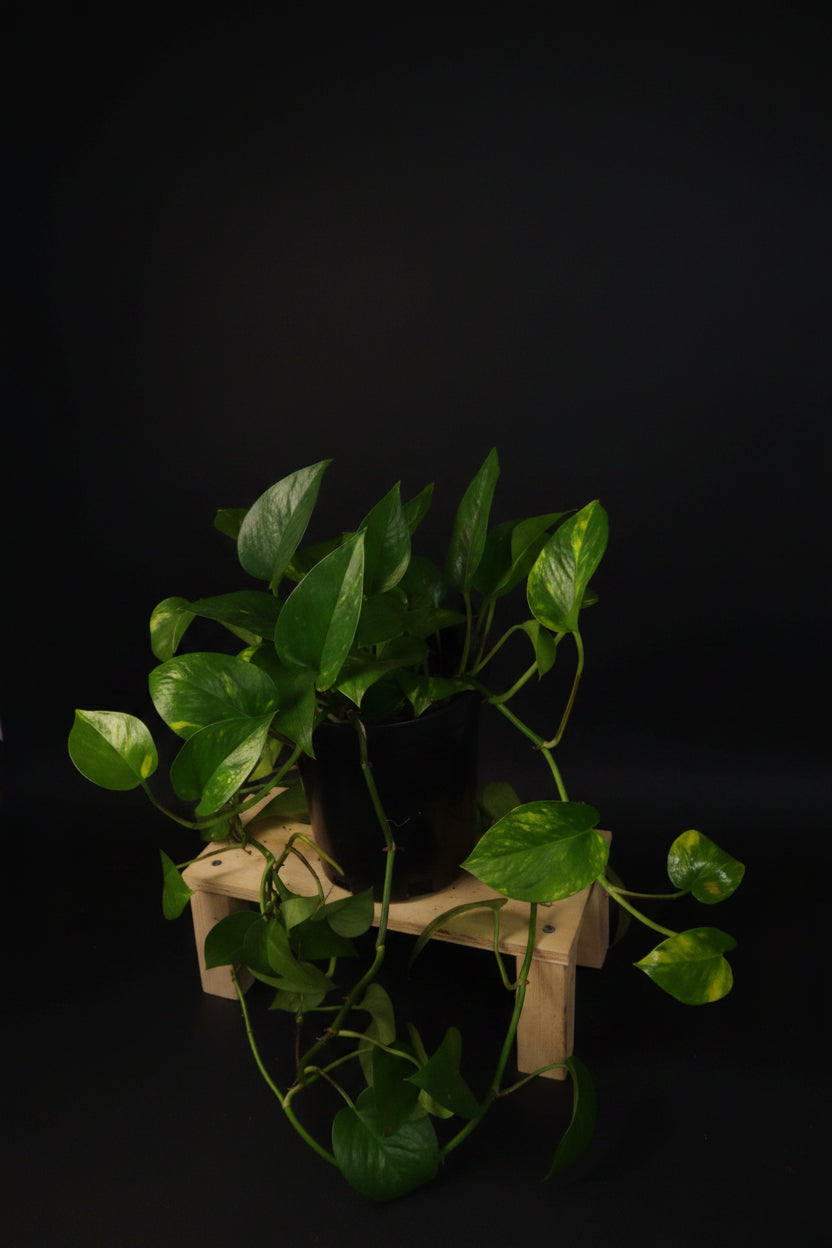 6" Golden Pothos