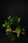 6" Golden Pothos