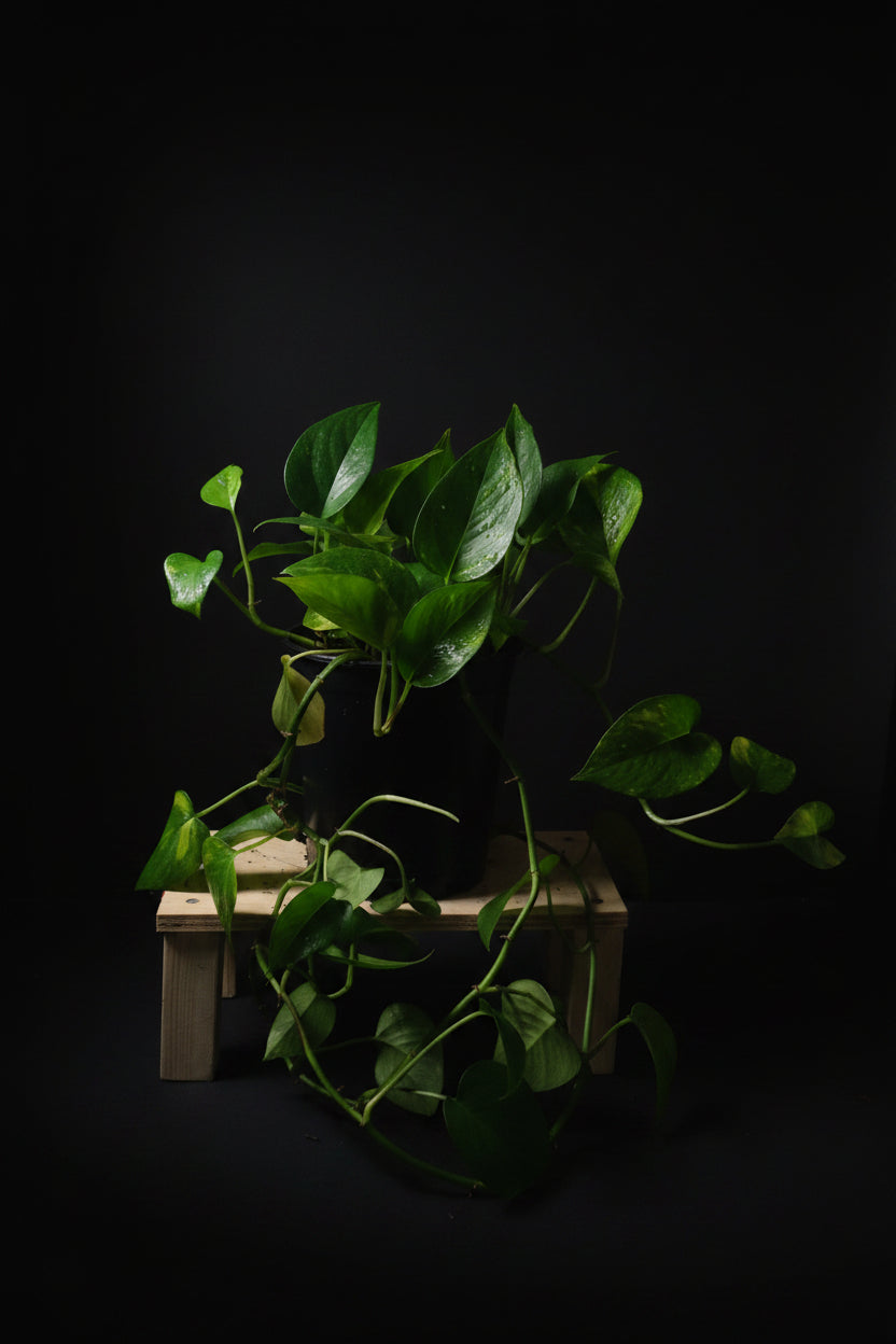 6" Golden Pothos