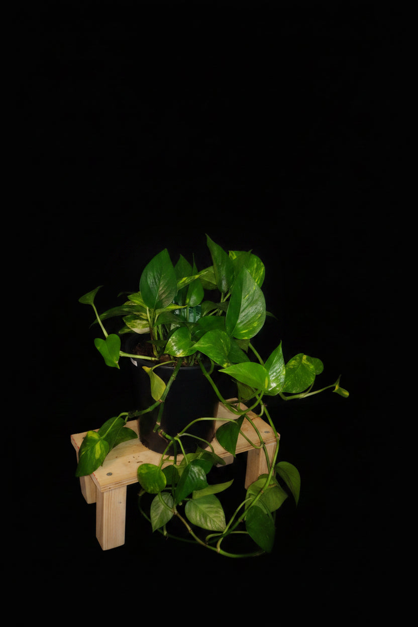 6" Golden Pothos