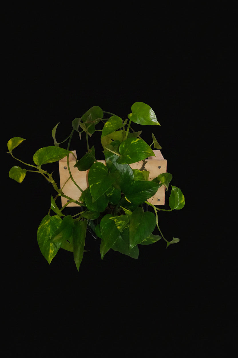 6" Golden Pothos
