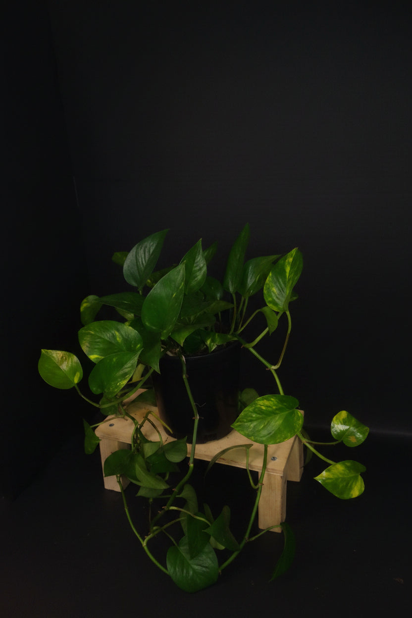 6" Golden Pothos