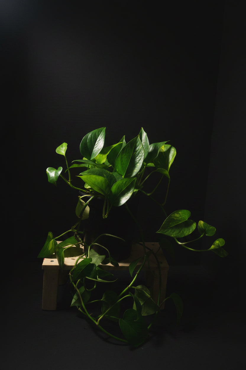 6" Golden Pothos