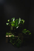6" Golden Pothos