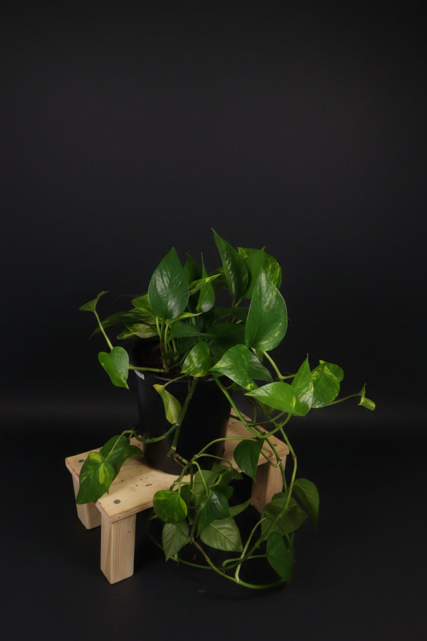 6" Golden Pothos