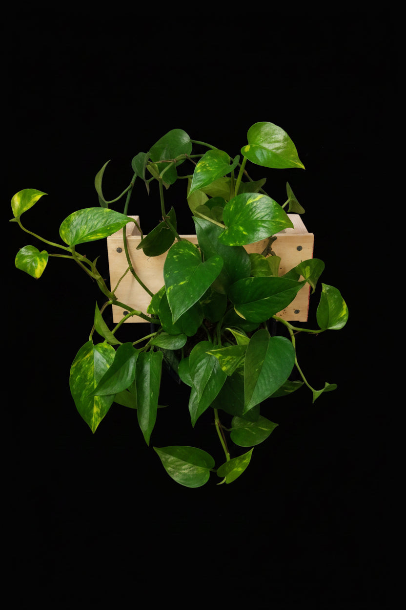 6" Golden Pothos