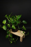 6" Golden Pothos
