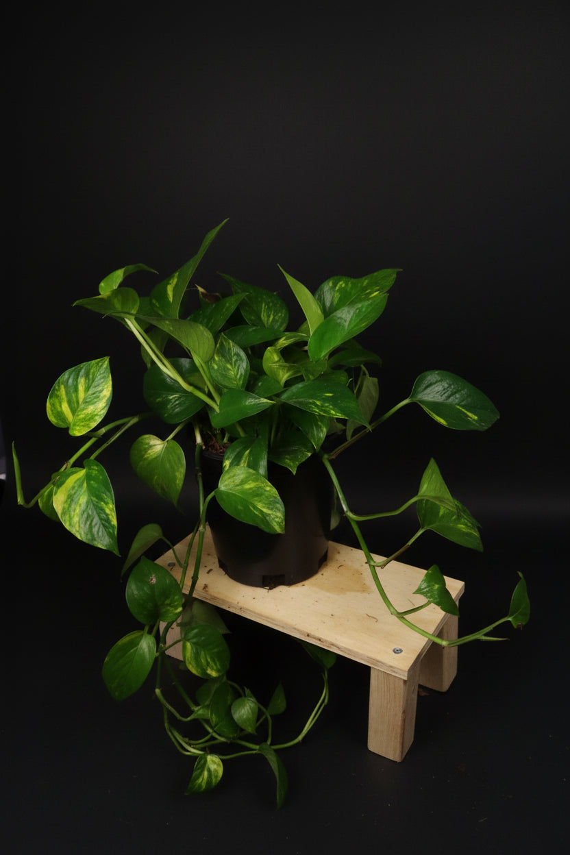 6" Golden Pothos