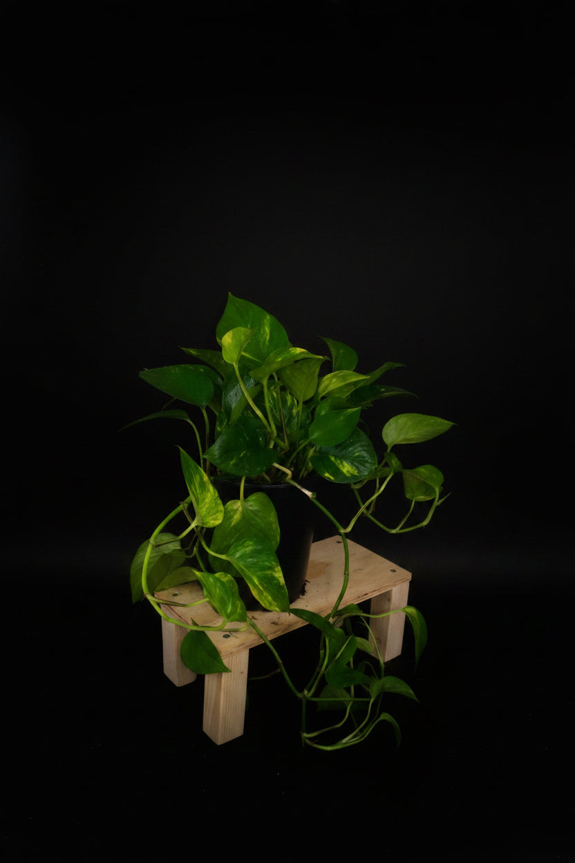 6" Golden Pothos