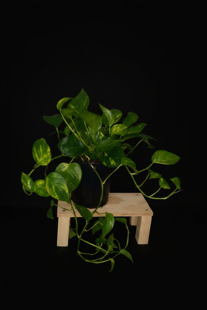 6" Golden Pothos