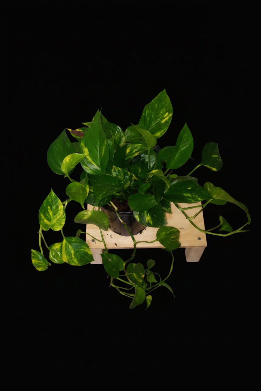 6" Golden Pothos