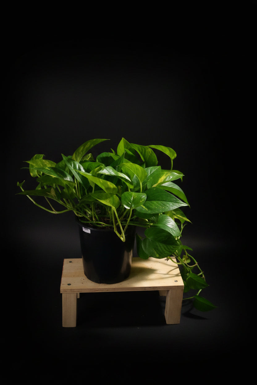 6" Golden Pothos