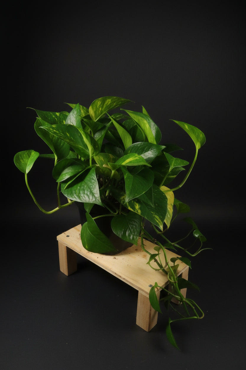 6" Golden Pothos
