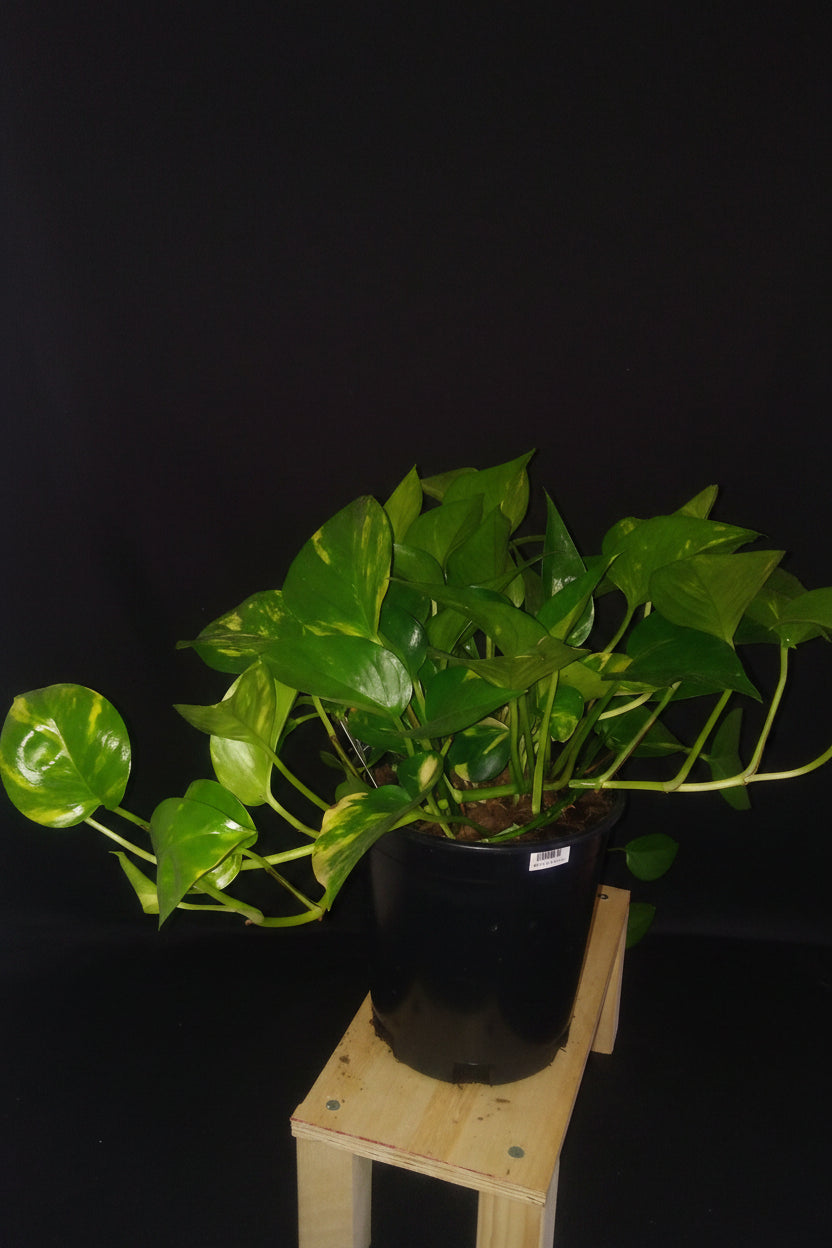 6" Golden Pothos