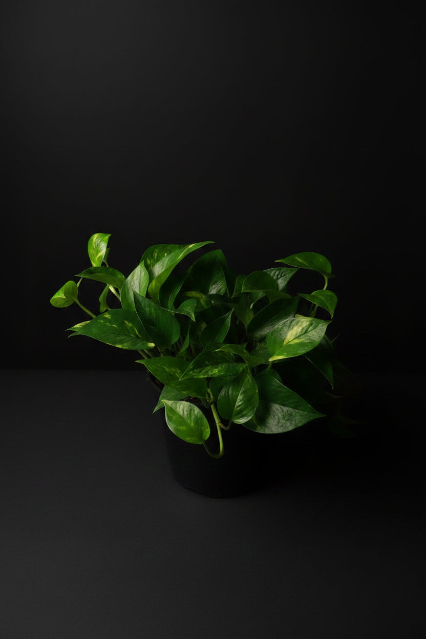 6" Golden Pothos