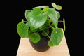 6" Monstera (Philodendron)