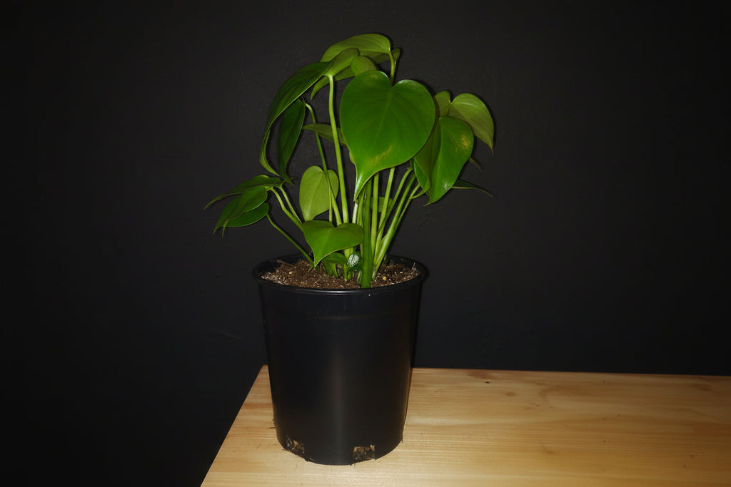6" Monstera (Philodendron)