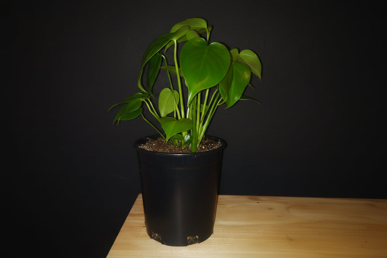 6" Monstera (Philodendron)