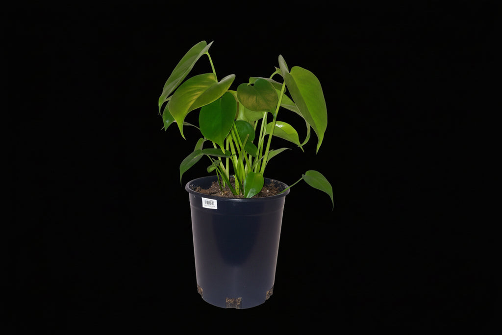 6" Monstera (Philodendron)