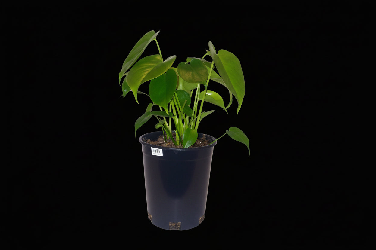 6" Monstera (Philodendron)