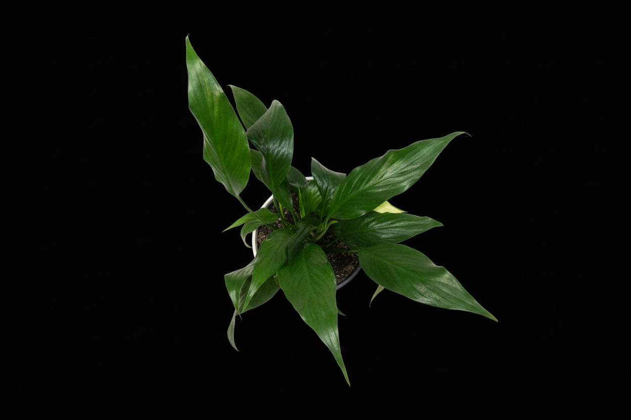 6" Spathiphyllum (Peace Lily)