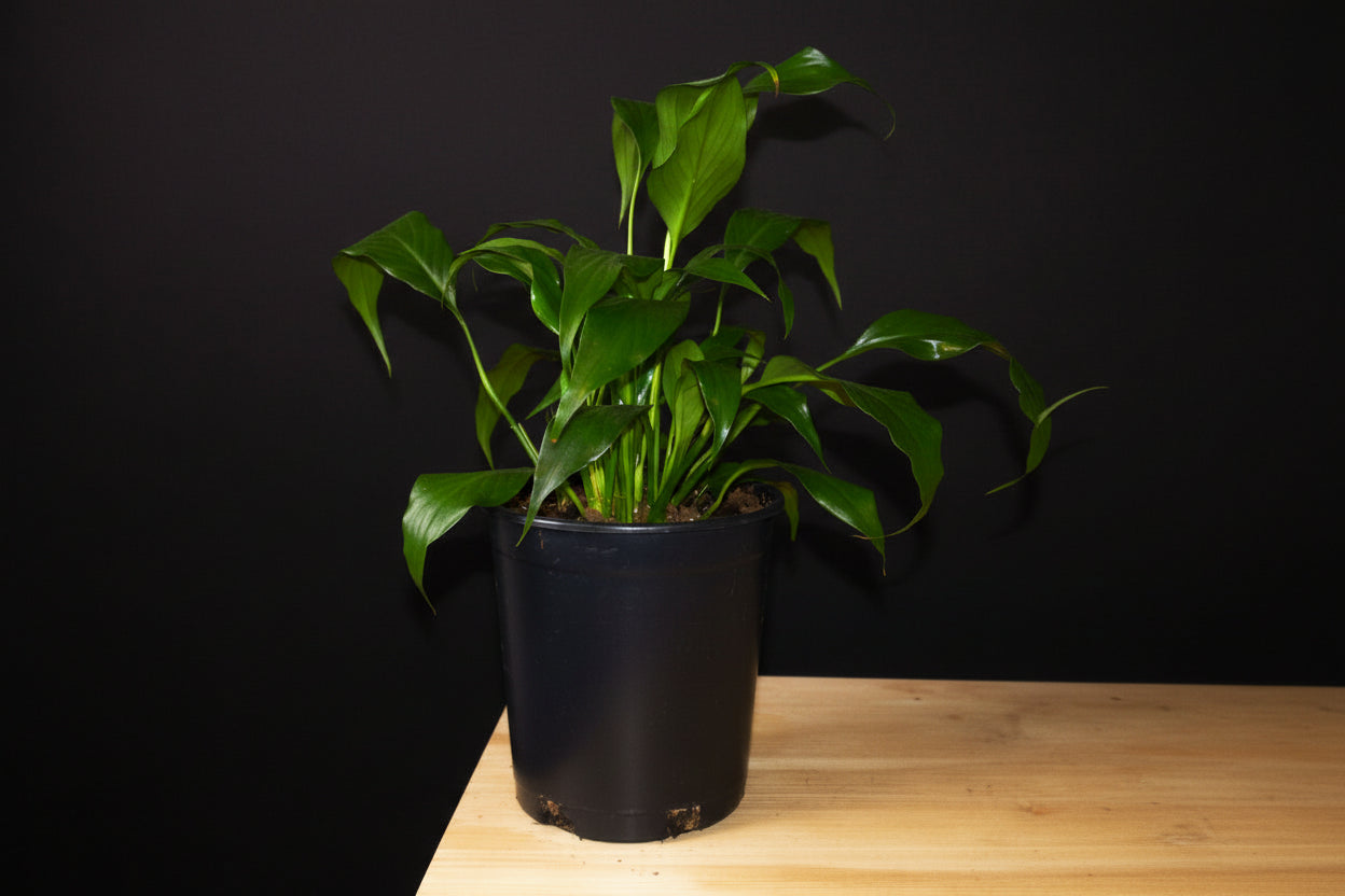 6" Spathiphyllum (Peace Lily)