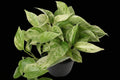 6" Marble Queen Pothos
