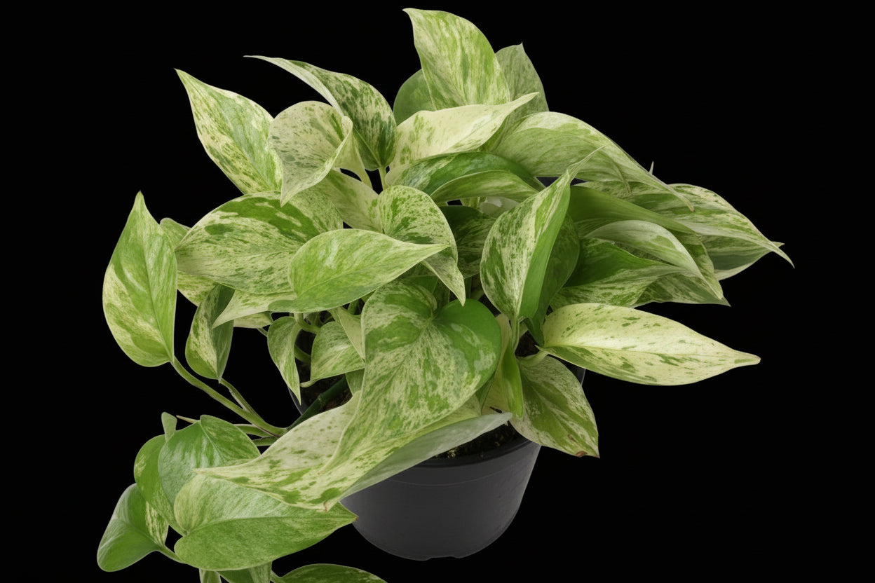 6" Marble Queen Pothos