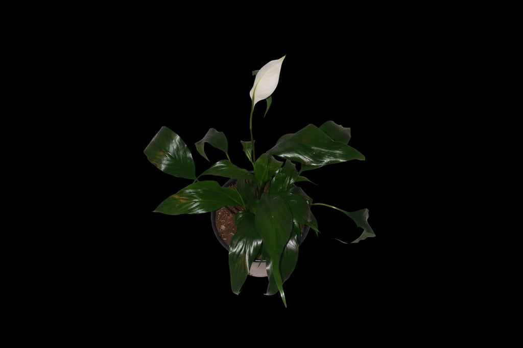 6" Spathiphyllum (Peace Lily)
