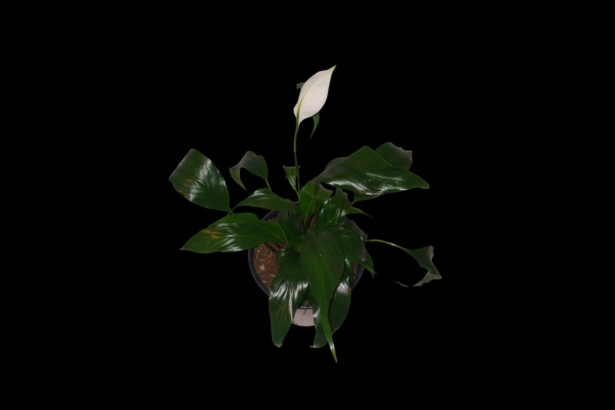 6" Spathiphyllum (Peace Lily)
