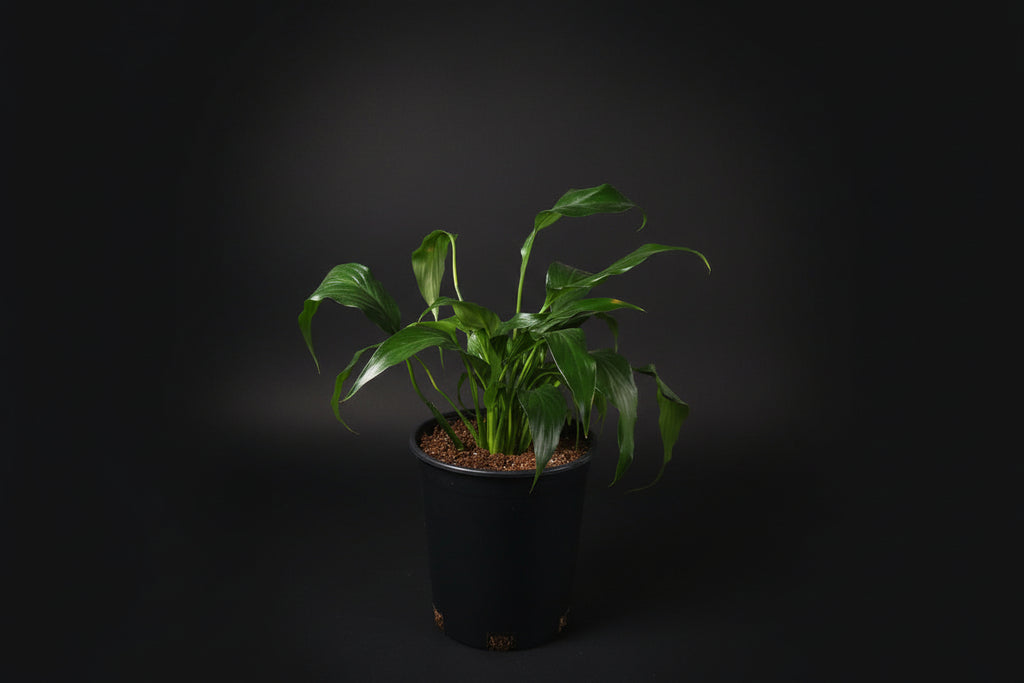 6" Spathiphyllum (Peace Lily)
