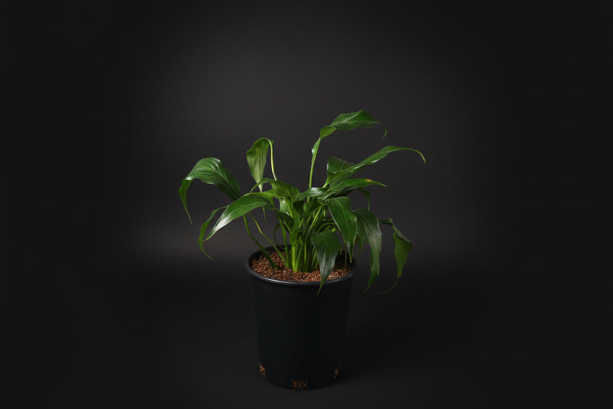 6" Spathiphyllum (Peace Lily)