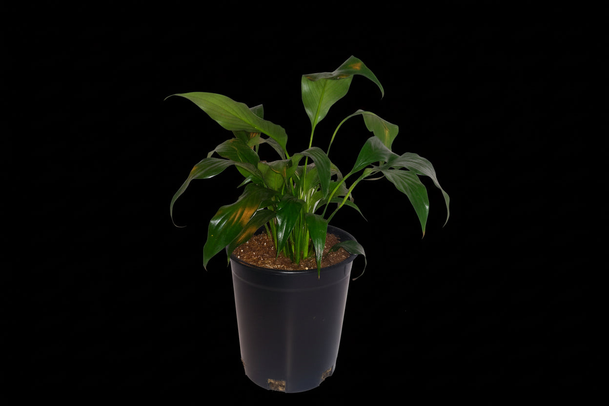 6" Spathiphyllum (Peace Lily)