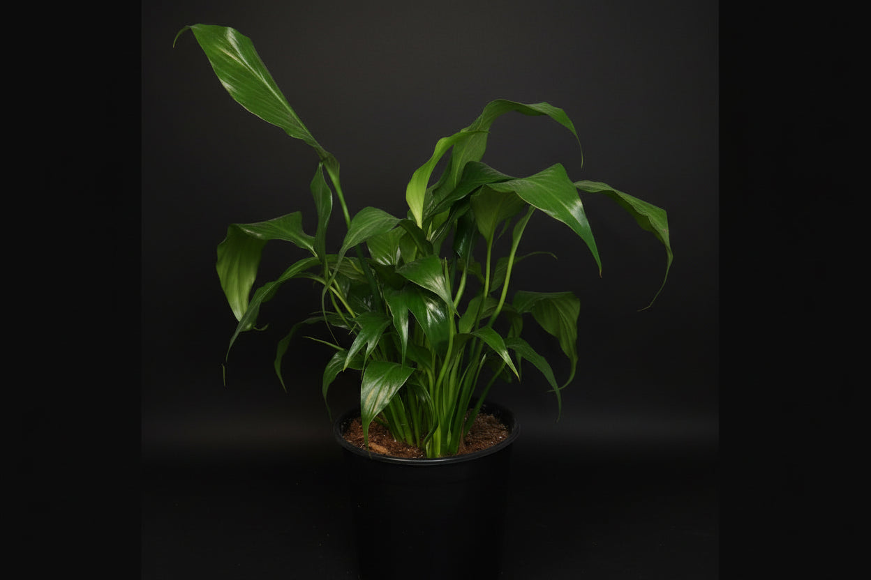 6" Spathiphyllum (Peace Lily)