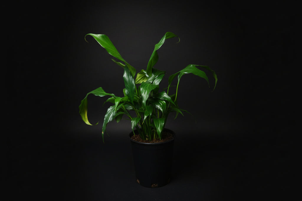 6" Spathiphyllum (Peace Lily)