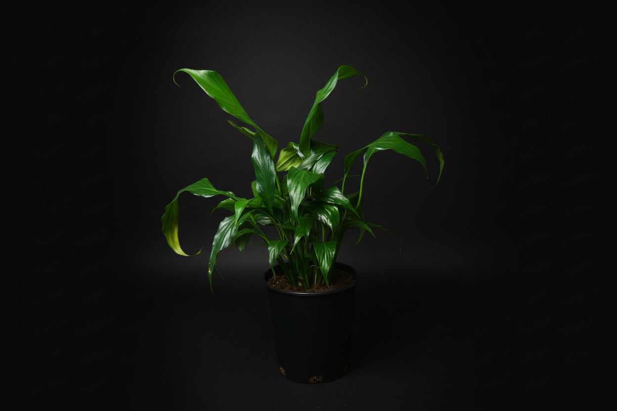 6" Spathiphyllum (Peace Lily)